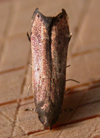 Perimede ricina 